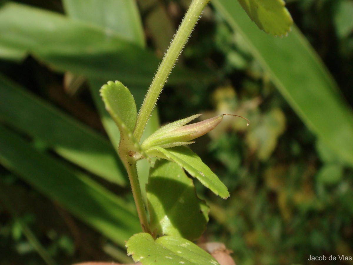 Vandellia diffusa L.